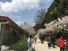 -绵阳盛世樱花悠乐谷