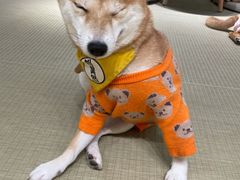 -逗柴咖啡屋·狗咖猫咖宠物桌游