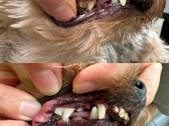 -帕帕拉兹宠物(亚洲旗舰店)