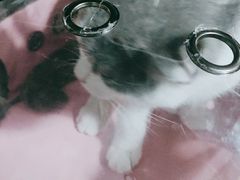 -睿金宠物医院·CT·肿瘤·骨外科