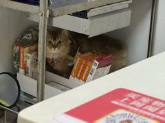 -宠颐生汉谟拉比宠物医院