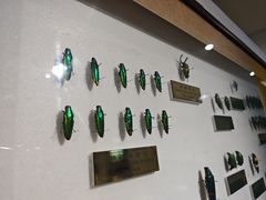 -上海昆虫博物馆