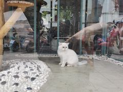 -喵屿·大理花园猫咖