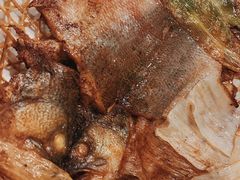 竹网鲈鱼-翠亭酒家(山西南路店)