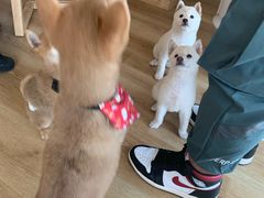 -柴犬小屋·柴餐厅·狗咖食堂(金鼎广场店)