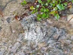 -罗田大别山峡谷漂流