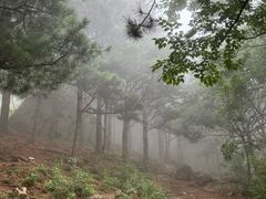 -北京鹫峰国家森林公园