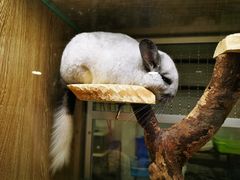 -藦茜花园宠物主题亲子互动体验馆(国顺东路店)