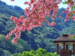 -风云岭森林公园