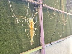 -小象钓虾·营地烧烤(洛溪店)