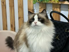 -青奢宠物·青奢猫舍