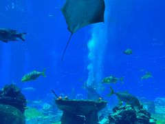 -亚特兰蒂斯•OSSIANO奥西亚诺海底餐厅