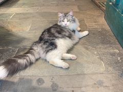 -猫咪博物馆(顶澳仔猫街店)