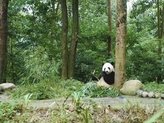 -中国大熊猫保护研究中心雅安碧峰峡基地