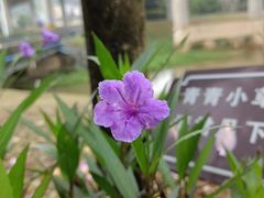 -黄埔油麻山森林公园
