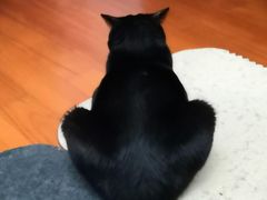 -东方名猫馆·英短金渐层布偶猫舍(环线广场1号楼店)