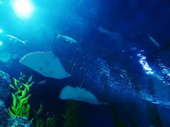 -芜湖新华联大白鲸海洋公园