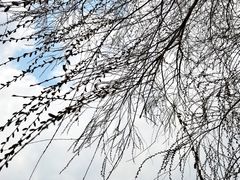 -丁香湖公园