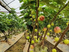 -银峰农庄·特色烧鸡·鲜无花果浸鸡