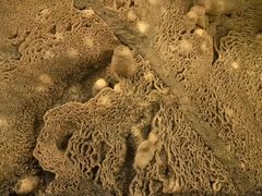 -波斯托伊纳溶洞