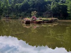 -深圳仙湖植物园