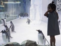 -芜湖新华联大白鲸海洋公园