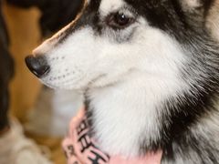-Husky Go! 哈士奇体验馆·宠物咖啡厅狗咖