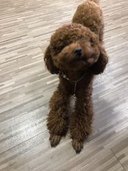 -JERRY日式美甲美睫纹绣工坊