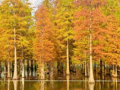 -白鹭湾湿地公园