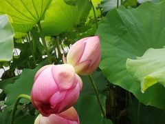 -陈家山荷花公园