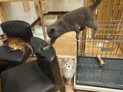 -猫色咖啡·猫咖