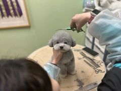 -鑫艺宠物美容培训学校