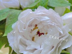 -双季花艺园艺市场(浦东店)