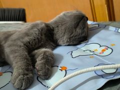 -动物缘宠物医院·骨科·猫科(西二环店)