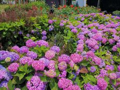 -紫颐香薰山谷景区