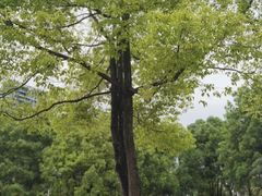 -重庆彩云湖湿地公园