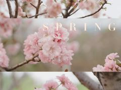 -天适樱花悠乐园