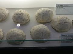 -中国第四纪冰川遗迹陈列馆