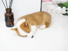 -浣熊柯尔鸭土拨鼠·电玩咖