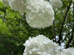 -桃花岛景观公园