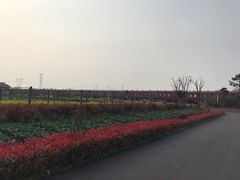 -菊园百果园