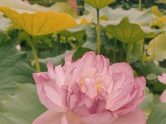 -陈家山荷花公园