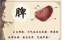 -香薇妮丝女子减肥院