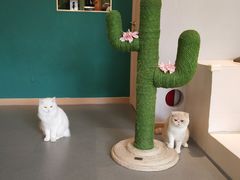 -飞行喵MR PILOT|猫舍·猫咖(静安大融城店)