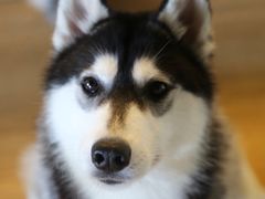 -Husky Go! 哈士奇体验馆·宠物咖啡厅狗咖