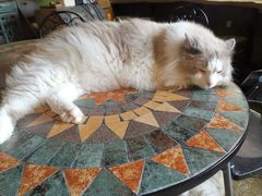 -猫猫幼稚园·撸猫·桌游·电玩