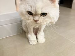 -久久宠物(河东万达店)