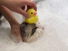 -PETKIT小佩宠物(古北店)