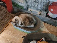 -白兔子密室(长寿路店)