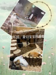 -七巧国萌宠乐园(龙湖天街店)